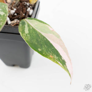Philodendron 'Scarlet Princess' ('Red Anderson' Mutation) Variegated (wk20-G)