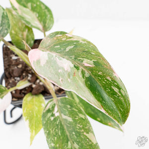 Philodendron 'Scarlet Princess' ('Red Anderson' Mutation) Variegated (wk20-G)