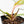 Philodendron 'Scarlet Princess' ('Red Anderson' Mutation) Variegated (wk23-A)