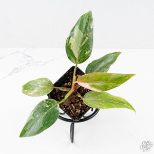 Philodendron 'Scarlet Princess' ('Red Anderson' Mutation) Variegated (wk23-A)