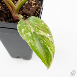 Philodendron 'Scarlet Princess' ('Red Anderson' Mutation) Variegated (wk23-A)