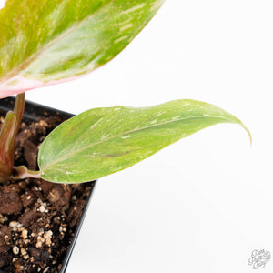 Philodendron 'Scarlet Princess' ('Red Anderson' Mutation) Variegated (wk23-A)
