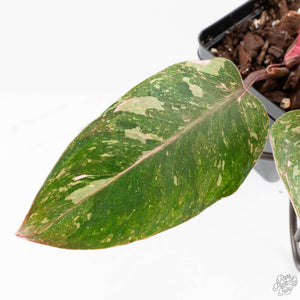 Philodendron 'Scarlet Princess' ('Red Anderson' Mutation) Variegated (wk27-A)
