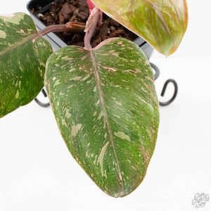 Philodendron 'Scarlet Princess' ('Red Anderson' Mutation) Variegated (wk27-A)