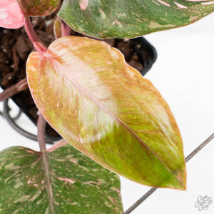 Philodendron 'Scarlet Princess' ('Red Anderson' Mutation) Variegated (wk27-A)