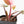 Philodendron 'Scarlet Princess' ('Red Anderson' Mutation) Variegated (wk27-A)