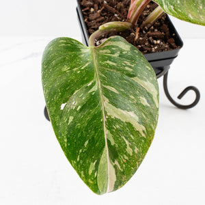 Philodendron 'Scarlet Princess' ('Red Anderson' Mutation) Variegated (wk34-L82)