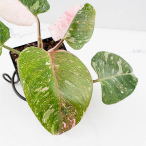 Philodendron 'Scarlet Princess' ('Red Anderson' Mutation) Variegated (wk34-L82)