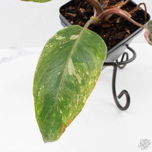 Philodendron 'Scarlet Princess' ('Red Anderson' Mutation) Variegated (wk40-L15)
