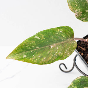 Philodendron 'Scarlet Princess' ('Red Anderson' Mutation) Variegated (wk40-L15)