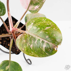 Philodendron 'Scarlet Princess' ('Red Anderson' Mutation) Variegated (wk40-L15)