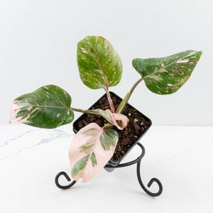 Philodendron 'Scarlet Princess' ('Red Anderson' Mutation) Variegated (wk35-L198)