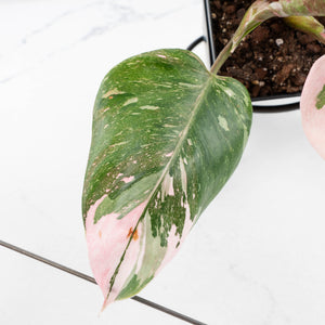 Philodendron 'Scarlet Princess' ('Red Anderson' Mutation) Variegated (wk35-L198)