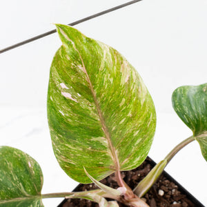 Philodendron 'Scarlet Princess' ('Red Anderson' Mutation) Variegated (wk35-L198)