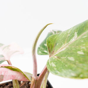 Philodendron 'Scarlet Princess' ('Red Anderson' Mutation) Variegated (wk35-L198)