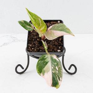Philodendron 'Scarlet Princess' ('Red Anderson' Mutation) Variegated (wk36-L243)