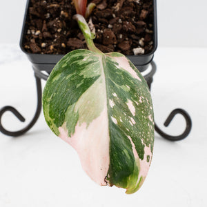 Philodendron 'Scarlet Princess' ('Red Anderson' Mutation) Variegated (wk36-L243)