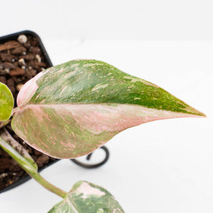 Philodendron 'Scarlet Princess' ('Red Anderson' Mutation) Variegated (wk36-L243)