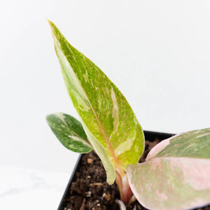 Philodendron 'Scarlet Princess' ('Red Anderson' Mutation) Variegated (wk36-L243)