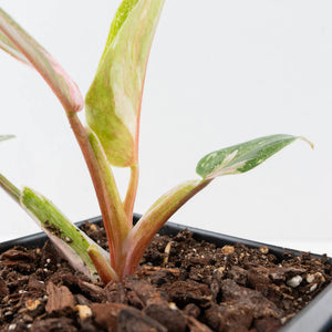 Philodendron 'Scarlet Princess' ('Red Anderson' Mutation) Variegated (wk36-L243)
