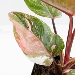Philodendron 'Scarlet Princess' ('Red Anderson' Mutation) Variegated (wk34-L53)