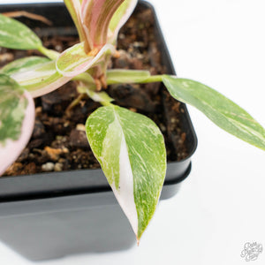 Philodendron 'Scarlet Princess' ('Red Anderson' Mutation) Variegated (wk18-O)