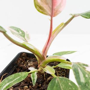 Philodendron 'Scarlet Princess' ('Red Anderson' Mutation) Variegated (wk18-O)