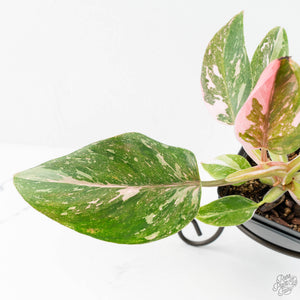 Philodendron 'Scarlet Princess' ('Red Anderson' Mutation) Variegated (wk18-O)