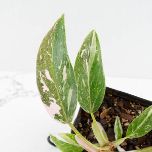 Philodendron 'Scarlet Princess' ('Red Anderson' Mutation) Variegated (wk18-O)