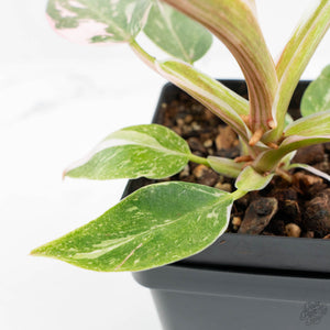 Philodendron 'Scarlet Princess' ('Red Anderson' Mutation) Variegated (wk18-O)