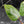 Philodendron 'Scarlet Princess' ('Red Anderson' Mutation) Variegated (wk42-L198)