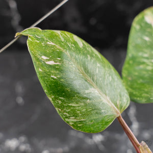 Philodendron 'Scarlet Princess' ('Red Anderson' Mutation) Variegated (wk42-L198)
