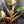 Philodendron 'Scarlet Princess' ('Red Anderson' Mutation) Variegated (wk42-L198)
