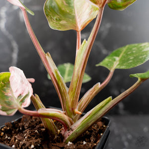 Philodendron 'Scarlet Princess' ('Red Anderson' Mutation) Variegated (wk42-L198)