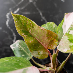 Philodendron 'Scarlet Princess' ('Red Anderson' Mutation) Variegated (wk42-L198)