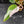 Philodendron 'Scarlet Princess' ('Red Anderson' Mutation) Variegated (wk42-L198)
