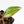 Philodendron Erubescens 'White Princess Aurea' (wk30-Y)