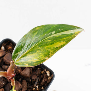 Philodendron Erubescens 'White Princess Aurea' (wk30-Y)
