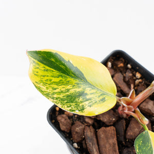 Philodendron Erubescens 'White Princess Aurea' (wk30-Y)