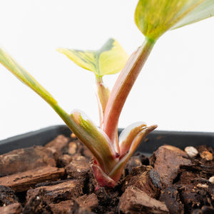 Philodendron Erubescens 'White Princess Aurea' (wk30-Y)
