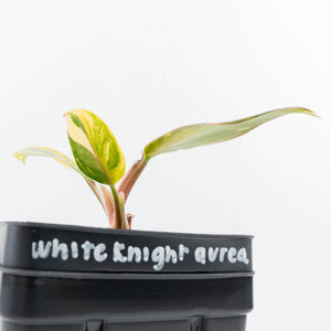 Philodendron Erubescens 'White Princess Aurea' (wk30-Y)