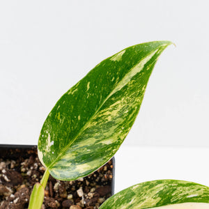 Philodendron Erubescens 'White Princess Aurea' (wk36-L244)