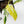 Philodendron Erubescens 'White Princess Aurea' (wk36-L244)