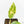 Philodendron Erubescens 'White Princess Aurea' (wk18-J)