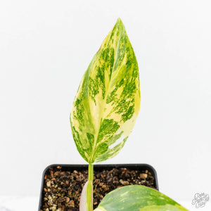 Philodendron Erubescens 'White Princess Aurea' (wk18-J)