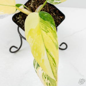 Philodendron Erubescens 'White Princess Aurea' (wk18-J)