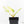 Philodendron Erubescens 'White Princess Aurea' (wk18-J)