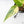 Philodendron Erubescens 'White Princess Aurea' (wk21-O)