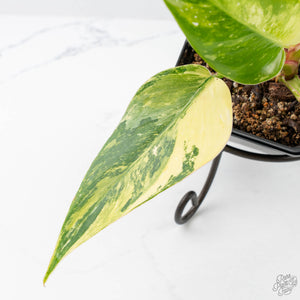 Philodendron Erubescens 'White Princess Aurea' (wk21-O)