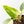 Philodendron Erubescens 'White Princess Aurea' (wk21-O)